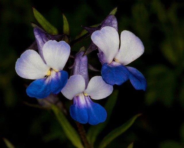 Collinsia grandiflora - Large Flowered Blue-eyed Mary 16-8549.jpg